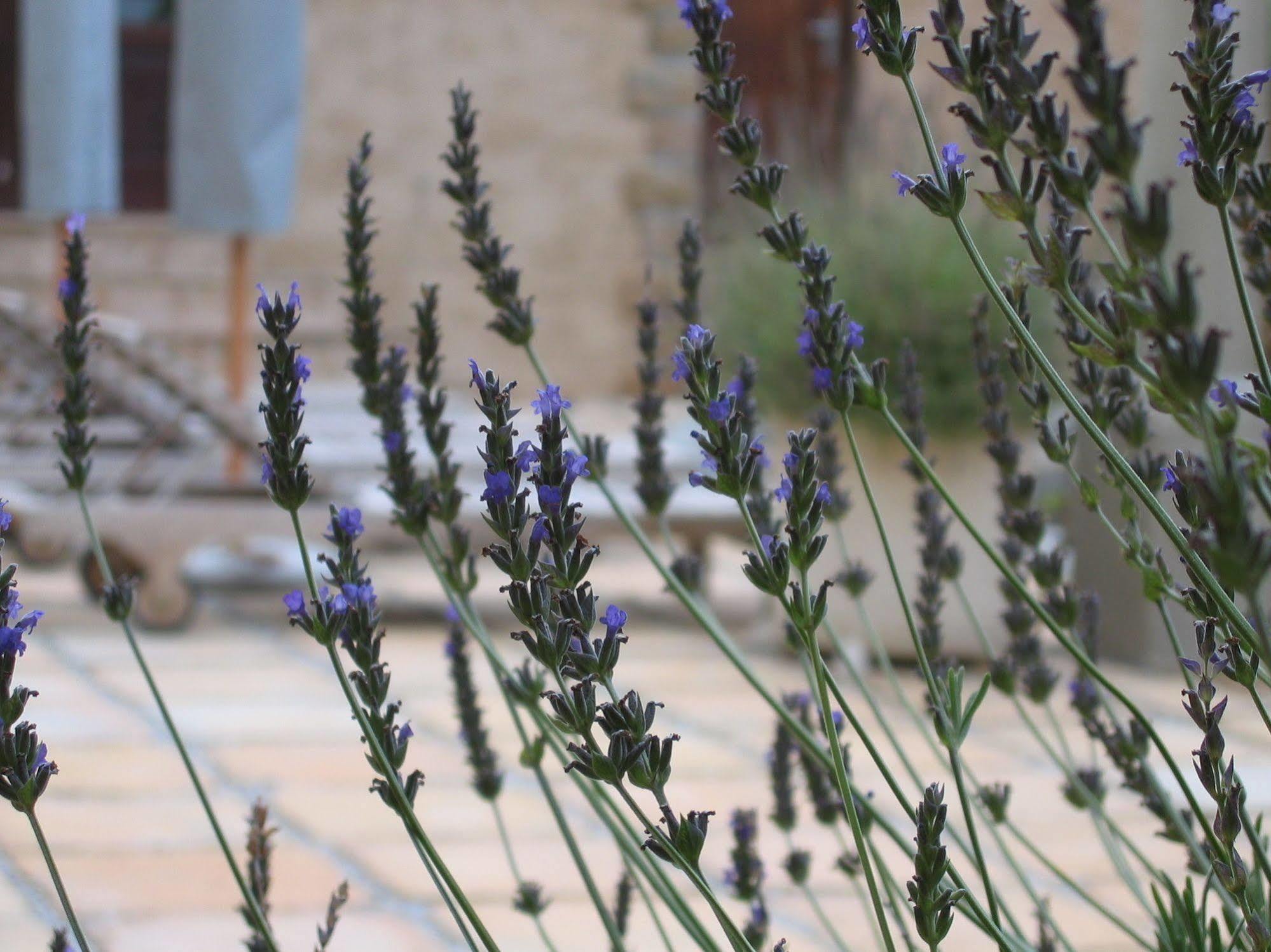 Auberge Provence Hermanus Exterior foto
